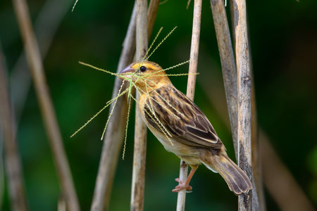 Asian Golden Weaver building nest, use fresh leaves of grass woven mesh between branch on treeの写真素材