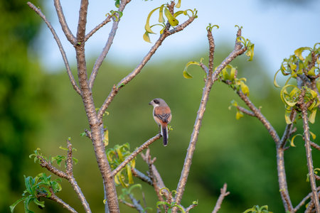Female Burmese Shrike.  Its natural habitats are subtropical or tropical moist lowland forest and subtropical or tropical moist montane forest.の写真素材