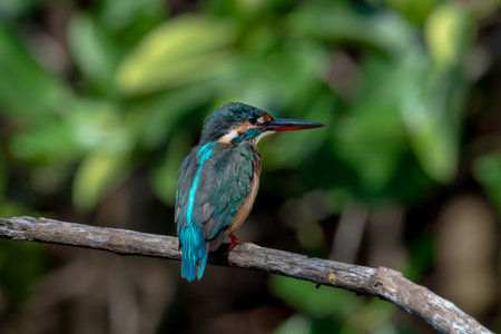 Common kingfisher also known as the river kingfisher, is a small kingfisher with seven subspecies recognized within its wide distribution across Eurasia and North Africa. It is resident in much of its range, but migrates from areas where rivers freeze in winterの写真素材