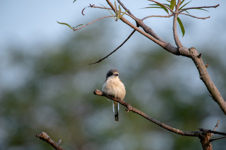 Female Burmese Shrike.  Its natural habitats are subtropical or tropical moist lowland forest and subtropical or tropical moist montane forest.の写真素材