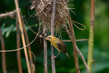 Asian Golden Weaver building nest, use fresh leaves of grass woven mesh between branch on treeの写真素材