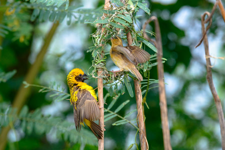 Asian Golden Weaver building nest, use fresh leaves of grass woven mesh between branch on treeの写真素材