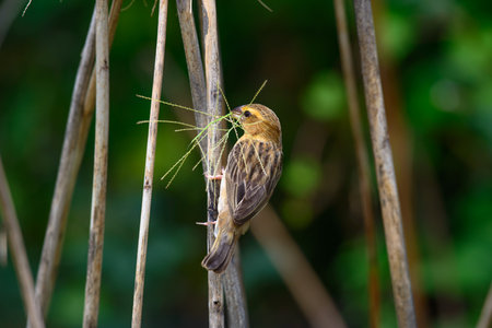 Asian Golden Weaver building nest, use fresh leaves of grass woven mesh between branch on treeの写真素材