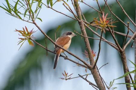 Female Burmese Shrike.  Its natural habitats are subtropical or tropical moist lowland forest and subtropical or tropical moist montane forest.の写真素材
