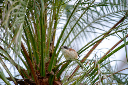 Female Burmese Shrike.  Its natural habitats are subtropical or tropical moist lowland forest and subtropical or tropical moist montane forest.の写真素材