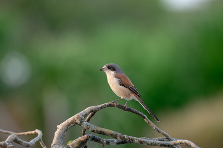 Female Burmese Shrike.  Its natural habitats are subtropical or tropical moist lowland forest and subtropical or tropical moist montane forest.の写真素材