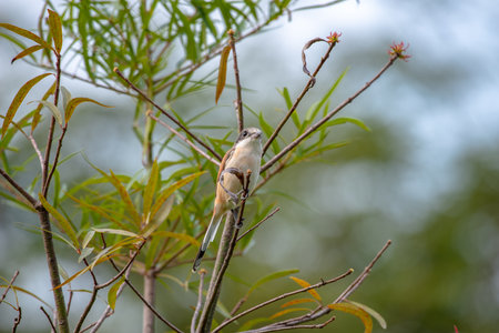 Female Burmese Shrike.  Its natural habitats are subtropical or tropical moist lowland forest and subtropical or tropical moist montane forest.の写真素材