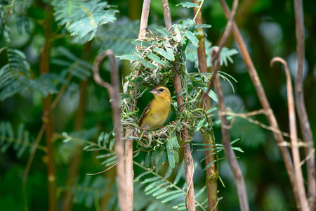 Asian Golden Weaver building nest, use fresh leaves of grass woven mesh between branch on treeの写真素材