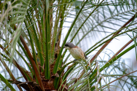 Female Burmese Shrike.  Its natural habitats are subtropical or tropical moist lowland forest and subtropical or tropical moist montane forest.の写真素材