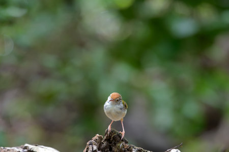 Common Tailorbird  is a songbird found across tropical Asia.の写真素材