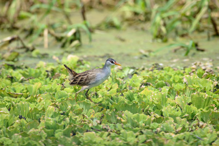 White-browed crake, Its natural habitat is subtropical or tropical mangrove forestsの写真素材