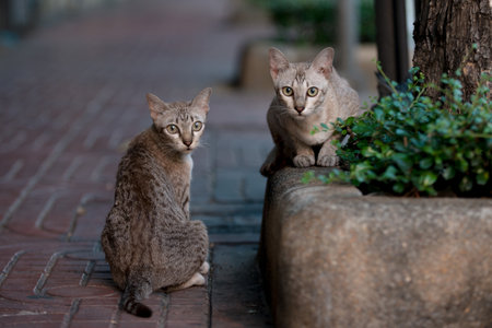 Cute cat with footpathの写真素材