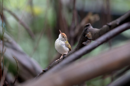 Common Tailorbird  is a songbird found across tropical Asia.の写真素材