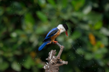 Black-Capped Kingfisher, usually seen on coastal waters and especially in mangroveの写真素材