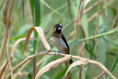 Javan munia with  green rice fields, old fieldsの写真素材