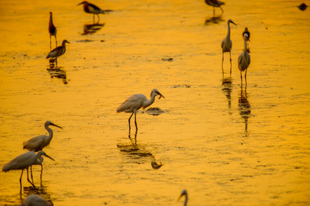 Heron or Egret fishing with beautiful golden hours sunset backgroundの写真素材