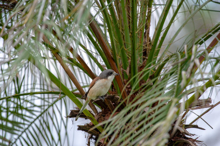 Female Burmese Shrike.  Its natural habitats are subtropical or tropical moist lowland forest and subtropical or tropical moist montane forest.の写真素材