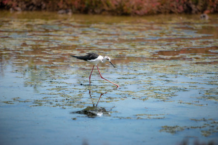 Black-winged Stilt in wetland with reflectionの写真素材