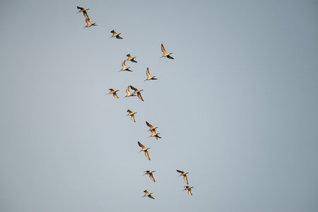 A school of flying migrating shore birds in thailandの写真素材