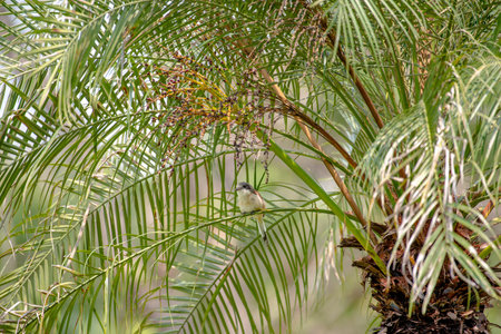 Female Burmese Shrike on the treeの写真素材