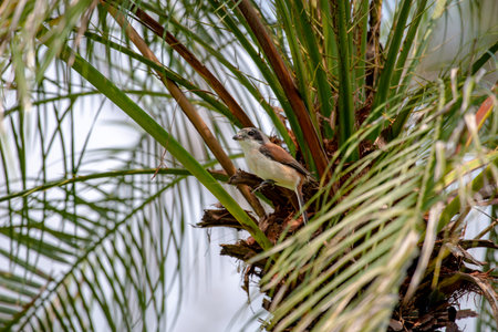Female Burmese Shrike on the treeの写真素材