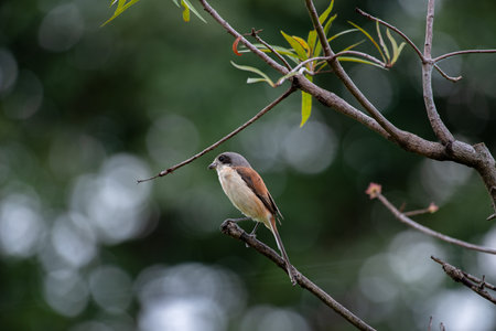 Female Burmese Shrike on the treeの写真素材