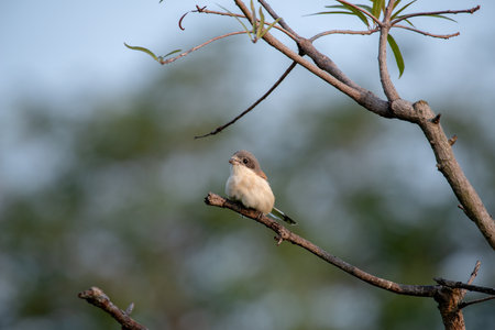Female Burmese Shrike on the treeの写真素材
