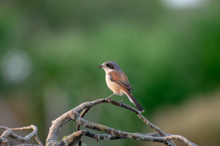 Female Burmese Shrike on the treeの写真素材