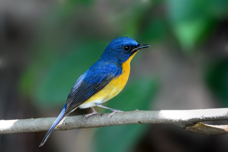 Hill blue flycatcher on tree branchesの写真素材