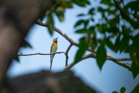Blue tailed bee eater bird on tree branchの写真素材