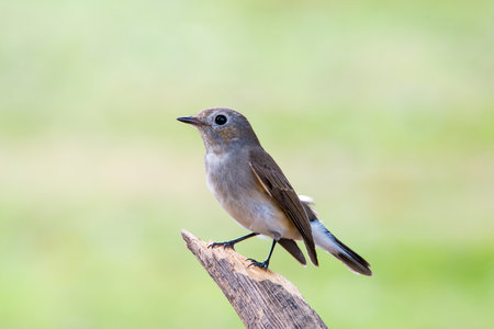 Red-throated Flycatcher or Taiga Flycatcher on tree branchの写真素材
