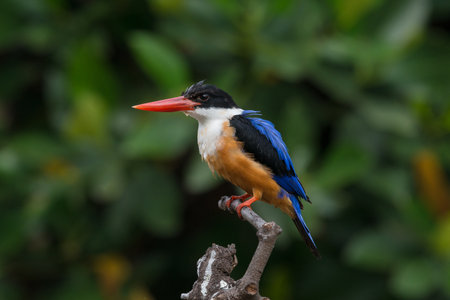 Black-Capped Kingfisher on tree branchの写真素材