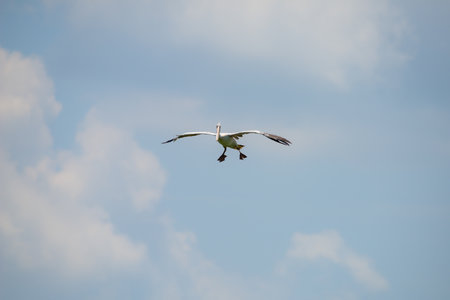 Flying spot billed pelican or grey pelican in Thailandの写真素材