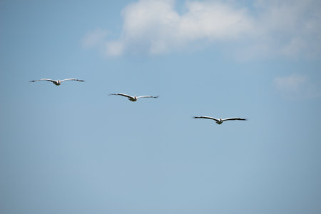 Flying spot billed pelican or grey pelican in Thailandの写真素材