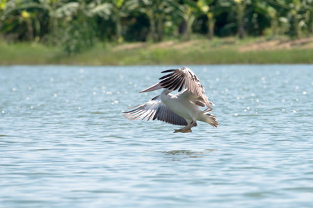 Flying spot billed pelican or grey pelican in Thailandの写真素材