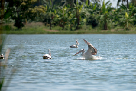 Flying spot billed pelican or grey pelican in Thailandの写真素材