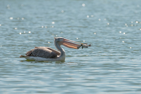 Spot billed pelican or grey pelican in Thailandの写真素材
