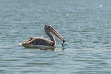 Spot billed pelican or grey pelican in Thailandの写真素材