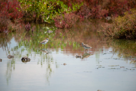 Wood Sandpiper at Bangpu Recreation Center, Samut Prakan, Thailandの写真素材