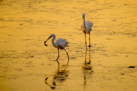 Heron or Egret fishing with beautiful golden hours sunsetの写真素材