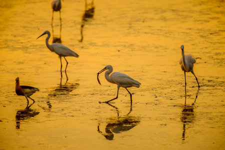 Heron or Egret fishing with beautiful golden hours sunsetの写真素材
