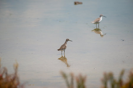 Wood Sandpiper at Bangpu Recreation Center, Samut Prakan, Thailandの写真素材