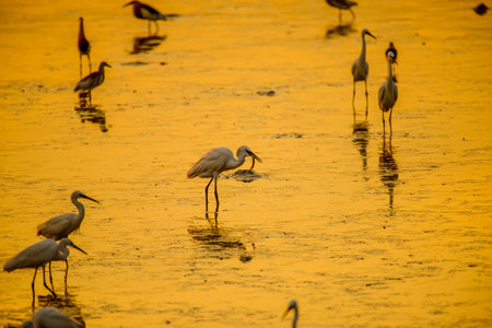 Heron or Egret fishing with beautiful golden hours sunsetの写真素材