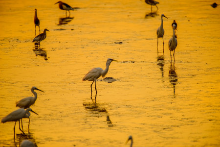 Heron or Egret fishing with beautiful golden hours sunsetの写真素材