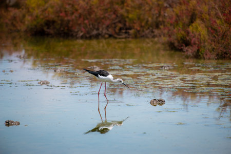 Black-winged Stilt in wetland with reflectionの写真素材