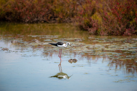 Black-winged Stilt in wetland with reflectionの写真素材