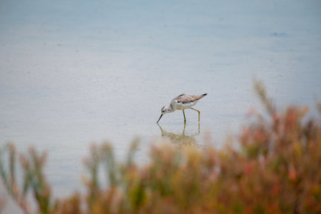Wood Sandpiper at Bangpu Recreation Center, Samut Prakan, Thailandの写真素材