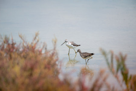 Wood Sandpiper at Bangpu Recreation Center, Samut Prakan, Thailandの写真素材