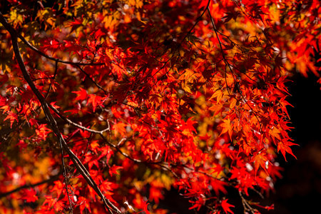 Maple leaves in autumn season in Kyoto, Japan. The leaves are red.の写真素材