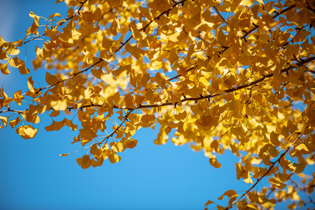 Texture of a Yellow Gingko Tree Creates a Striking Backgroundの写真素材
